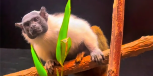 Pied Tamarin Red River Zoo Fargo North Dakota